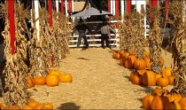 South Bay Weekend: Dracula, Pumpkin Patch, Beach Cities Symphony, Strand Brewing, Sea Scare, Pato Banton, Pumpkin Race, Uncorked, Mira Costa Recycles & Great American Pumpkin Beer Fest