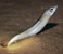 2012 Grunion Run