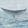 Whale Watching Round the South Bay